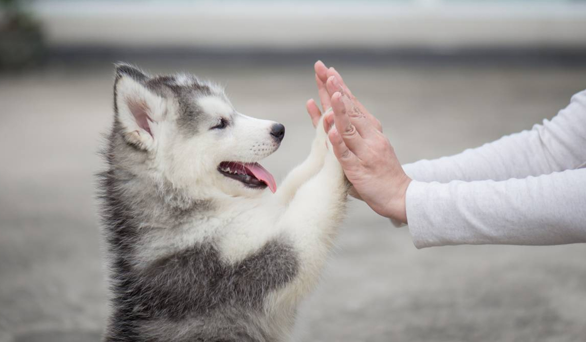 Qatar Law on Pet Ownership Health and Transport of Animals